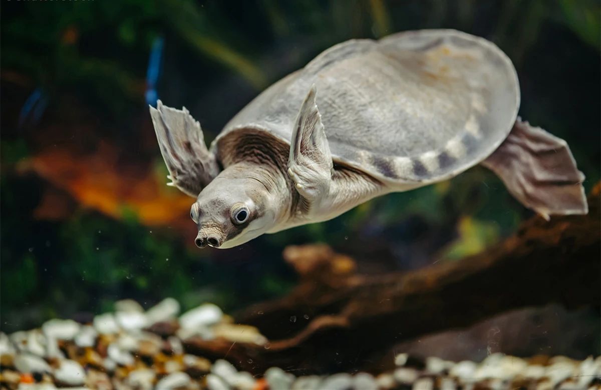 淡水猪鼻龟,淡水猪鼻龟吃啥