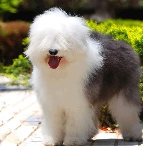 要是经济条件不好要怎么养猫,建议新手养的10种便宜狗狗不掉毛