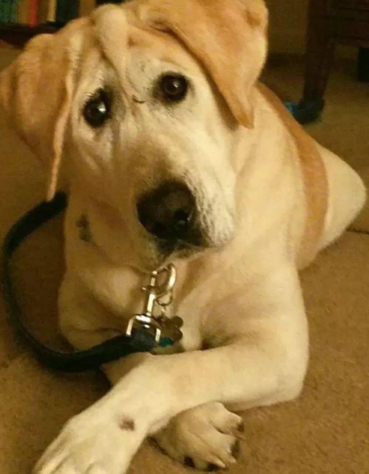 辟谣狗狗每年不需要打预防针,辟谣狗狗近亲