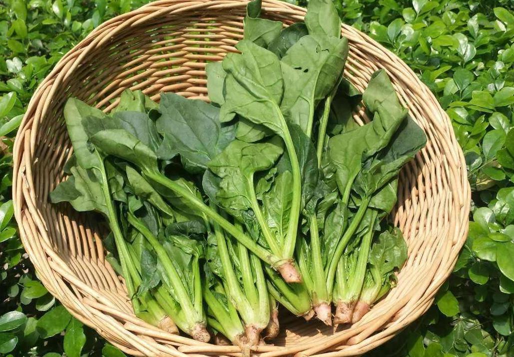 菠菜枯萎病用什么药治,怎么预防菠菜烂根死苗