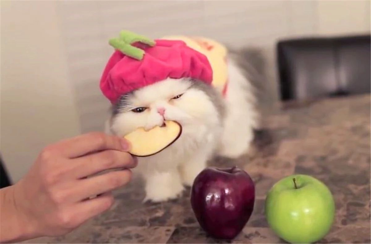 猫咪喂食中的冷知识，原来大蒜不能驱虫，海鲜也需挑选后喂猫