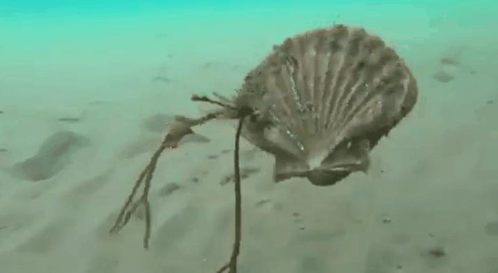 海鲜扇贝可以养活吗,海鲜店扇贝的后期养殖方法