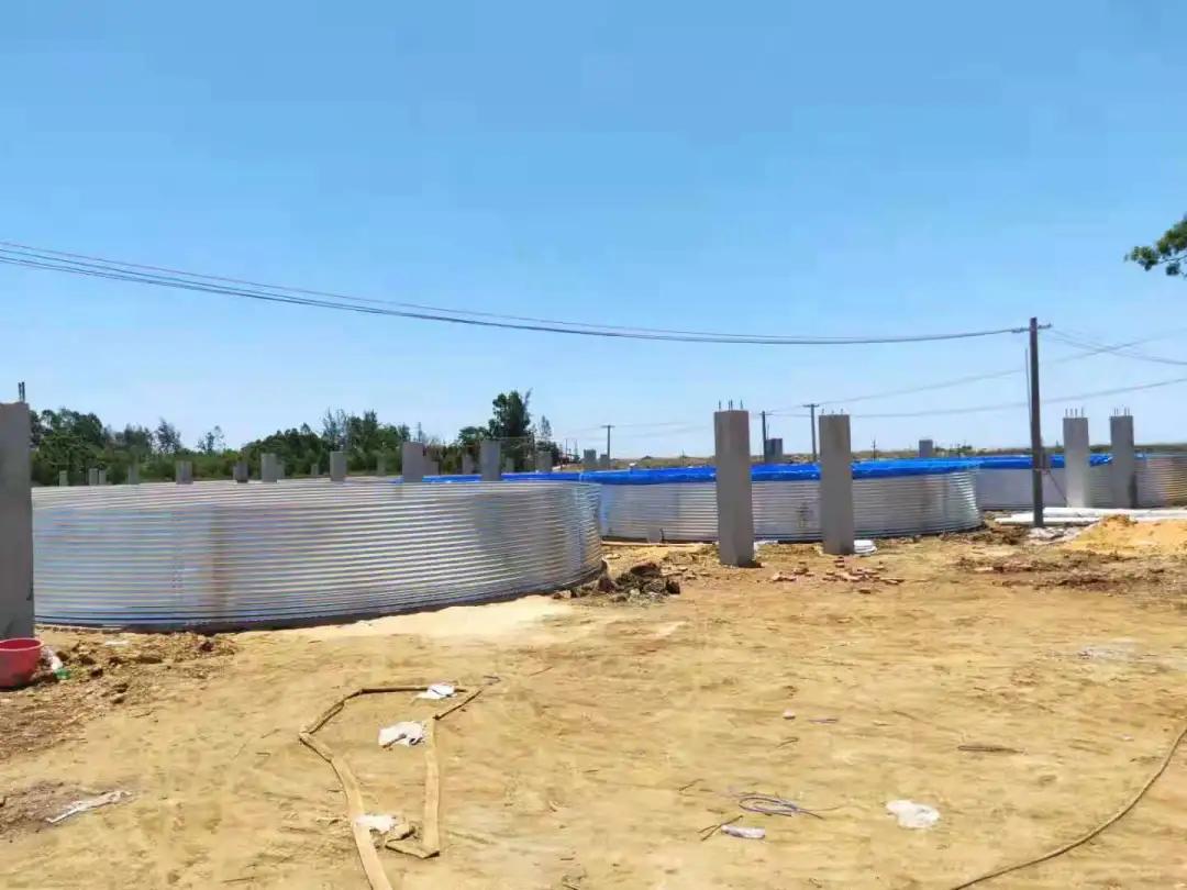 2019南美白对虾养殖形势,2021南美白对虾病害