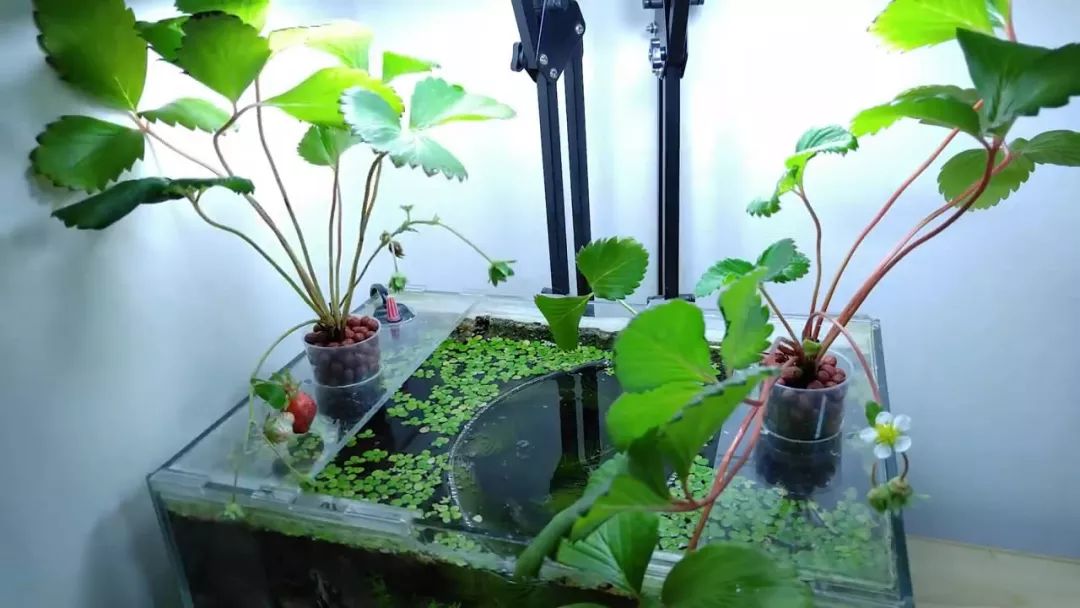 我穷到连最简单的过滤器都买不起，干脆就开了个三无草缸！