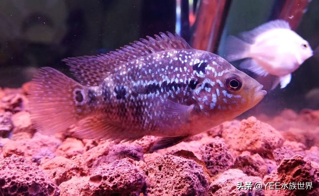 罗汉鱼怎么培养,罗汉鱼苗子好养活不