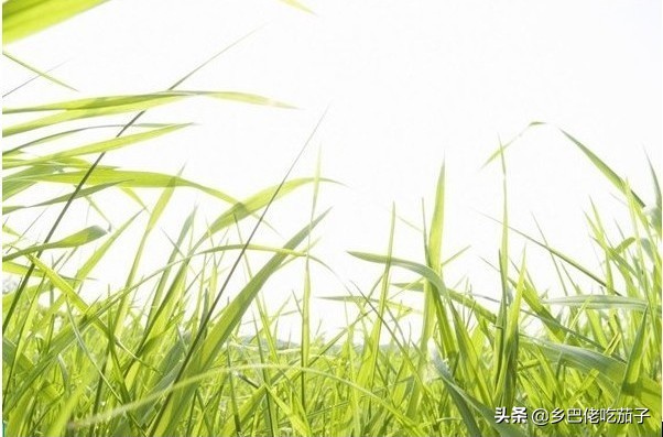 除草不用农药怎么除得快,除草不费力气的办法