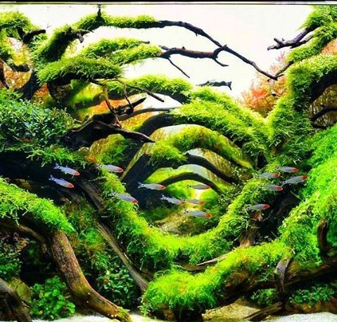 鱼缸长绿藻对斗鱼好不好,鱼缸长藻类有什么危害