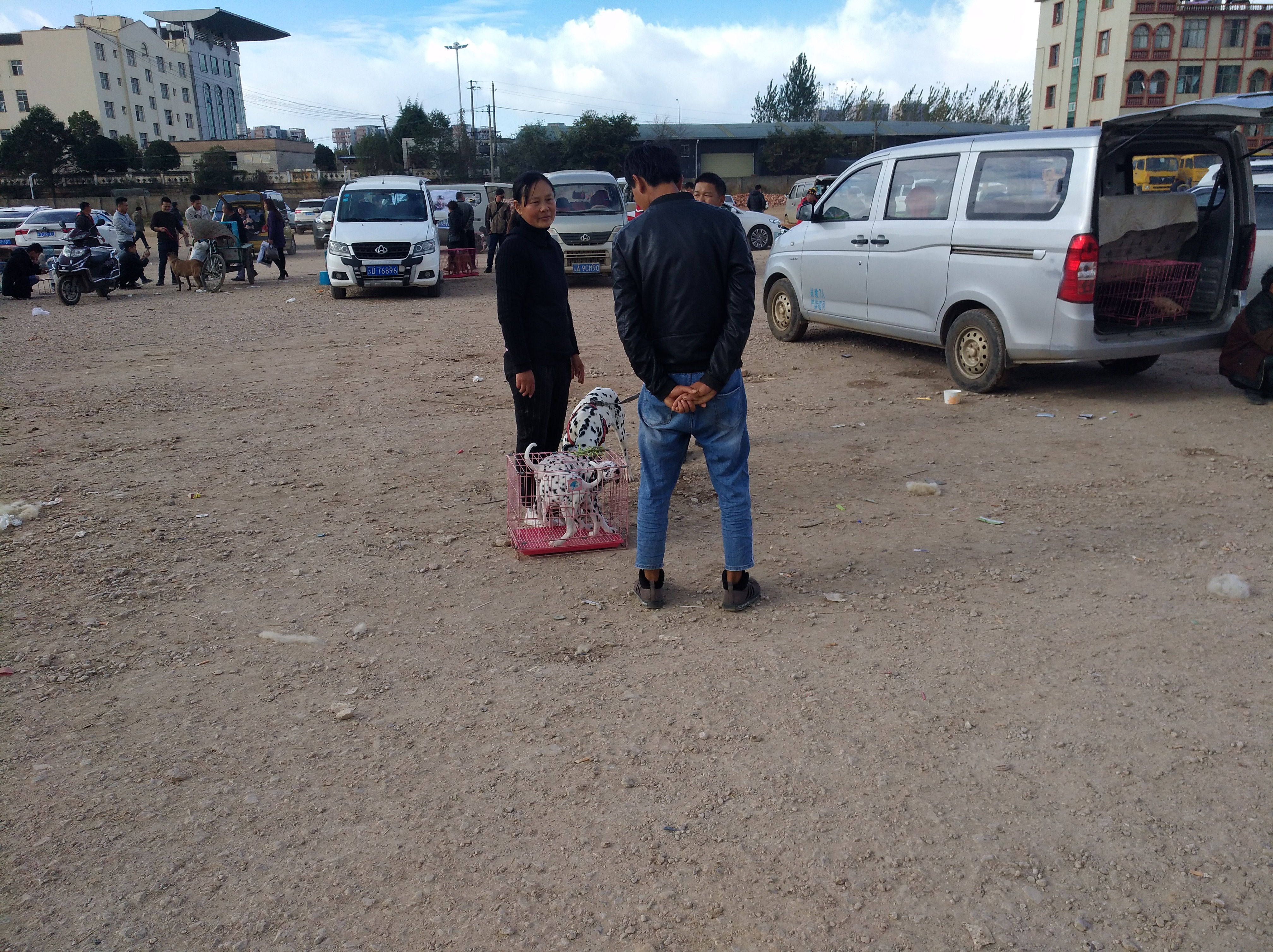 宠物市场淘斑点狗多少钱,狗市卖斑点狗