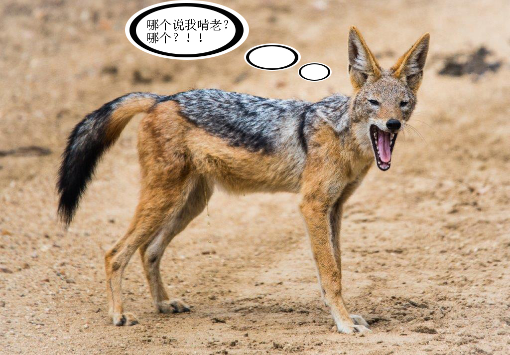 黑背胡狼智谋最高吗,黑背胡狼的弱点