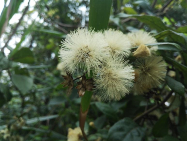 谈化疗色变这几个误区你中招了吗,十大极毒的植物