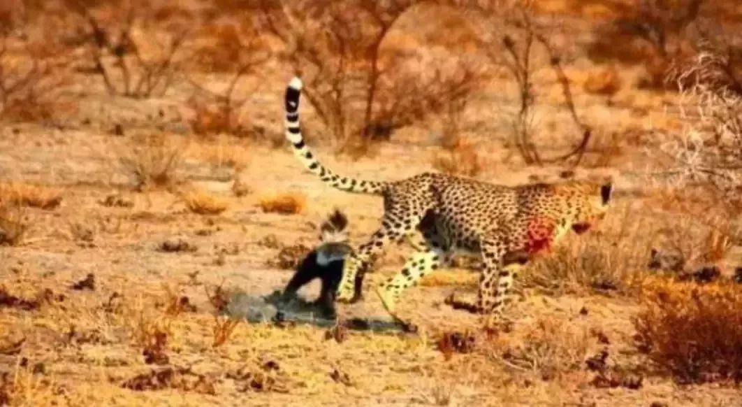 蜜獾吃毒蛇像吃辣条,蜜獾平头哥大战狮子