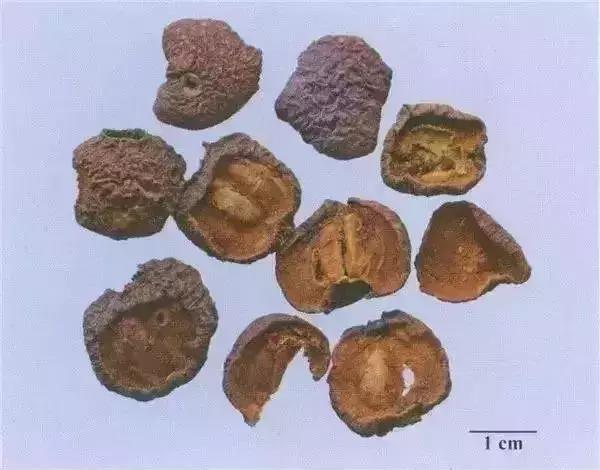 每天学习一味中药第1天,每天学习一味中药山茱萸