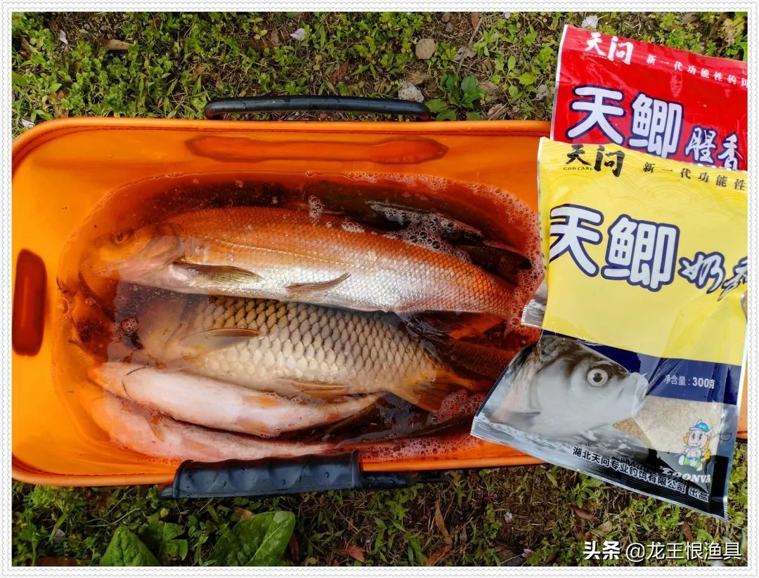 天鲫腥香评测,天鲫通杀钓鲫鱼