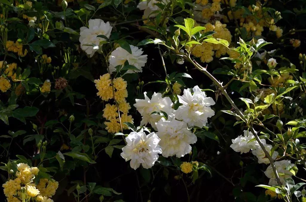 玫瑰和月季和蔷薇的区别图解,月季玫瑰蔷薇芍药牡丹的区别