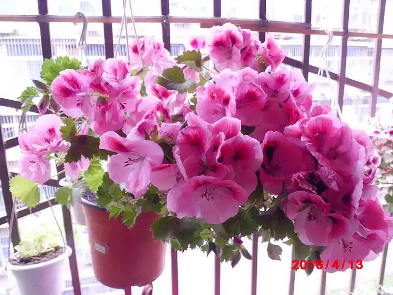 10种天竺葵,天竺葵100种图片大全