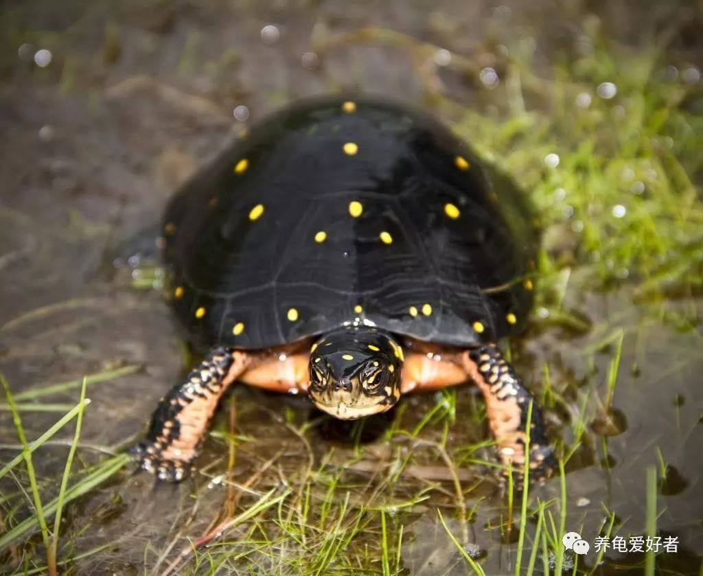 养殖龟要注意哪些细节问题,沼泽过滤养龟水体发黄怎么去除