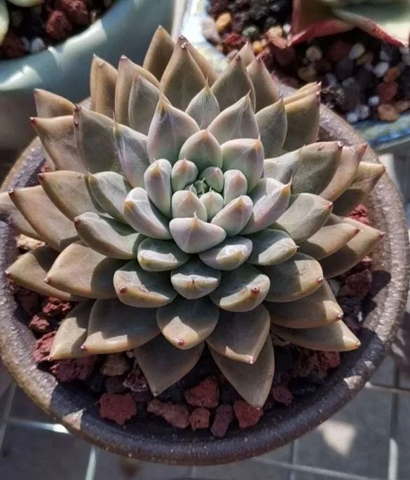 养多肉植物修身养性,多肉的习性和日常养护方法