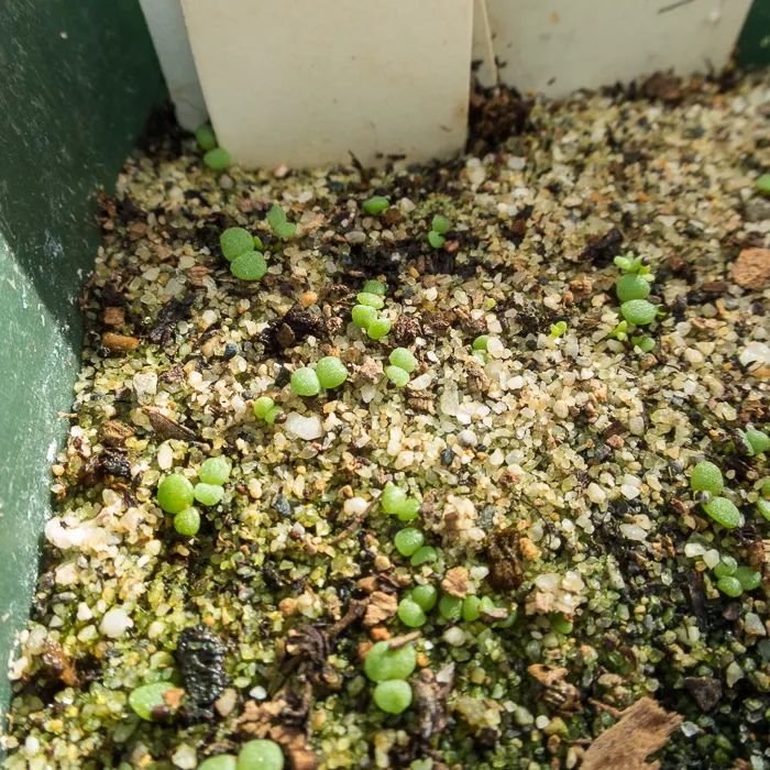 除了扦插和繁殖繁殖，用种子繁殖多肉靠谱吗？来看看是否适合你