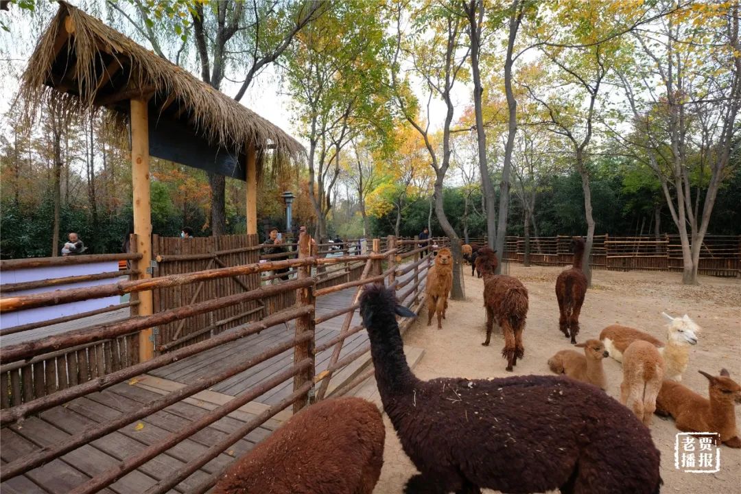 洛阳一大型网红公园免费开放,洛阳湿地公园网红打卡地