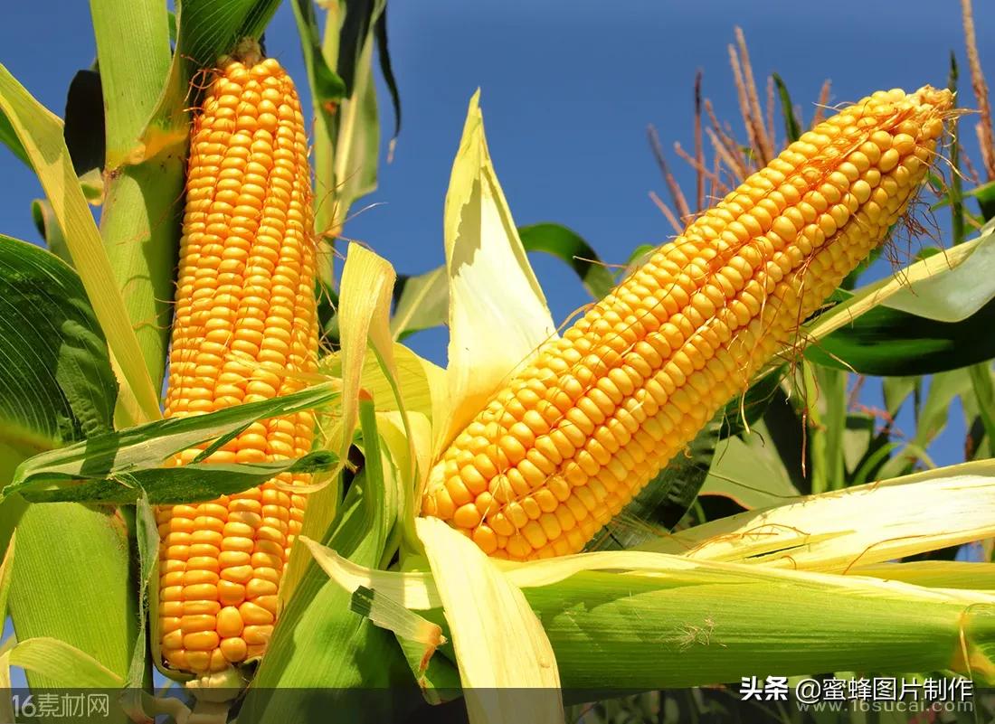 护眼精美壁纸图片大全,各种精彩护眼纯色壁纸大屏