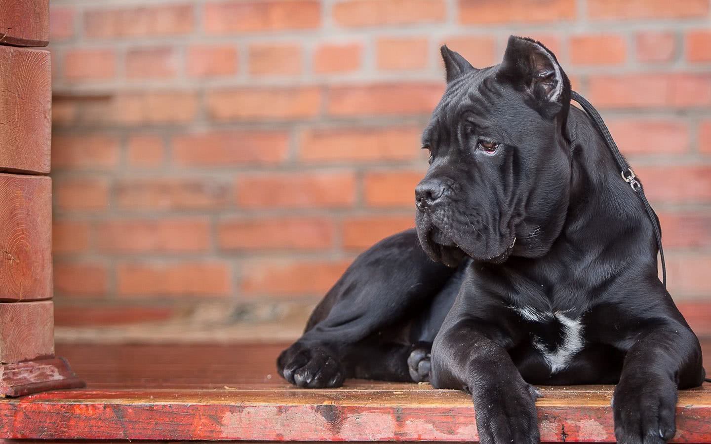 卡斯罗犬和杜高谁更厉害,卡斯罗犬和杜高犬哪个更厉害