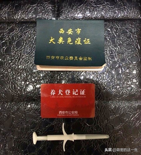 中华田园犬被列为城区禁养犬,中华田园犬是否被禁养