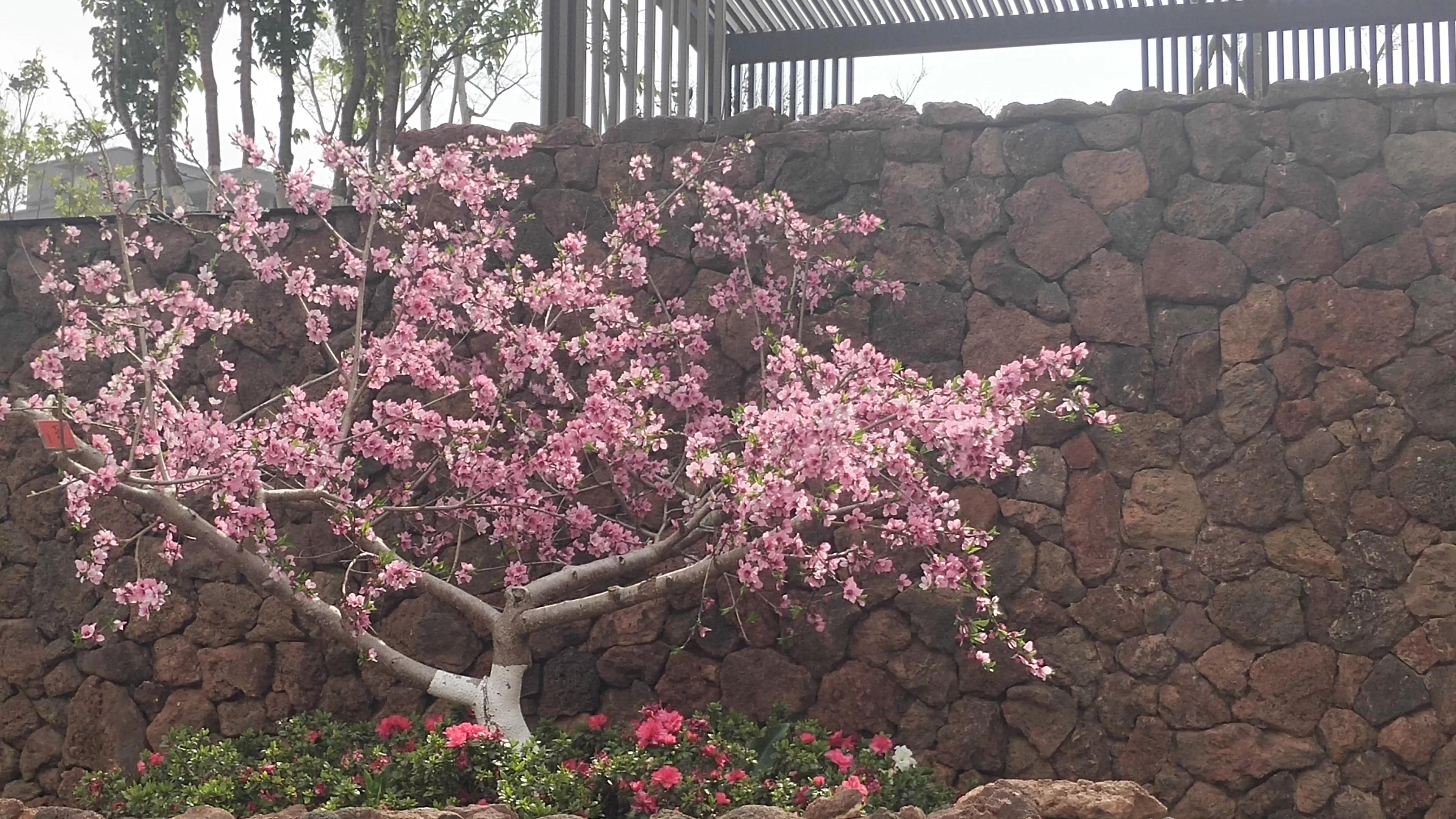 大理洱海风花雪月的故事,游大理阅读理解