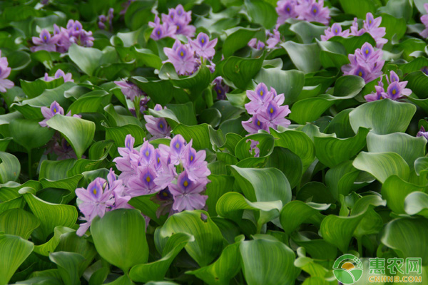 水浮莲的种植方法,水浮莲是用种子种的吗