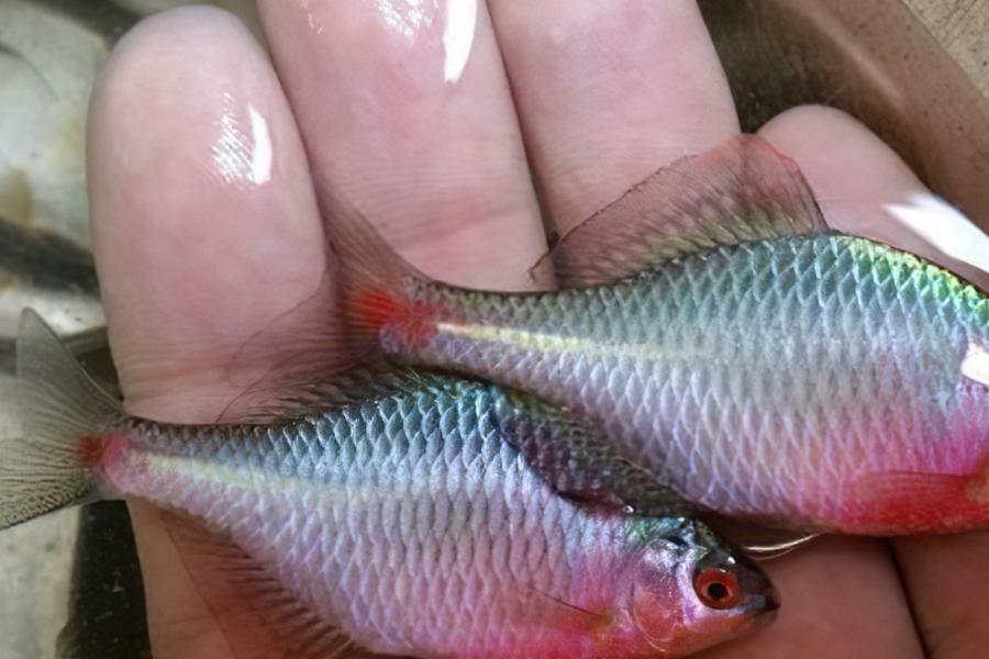 人称“中国彩虹”，吃起来却很苦，以前捞来喂鸭子，如今价格涨了