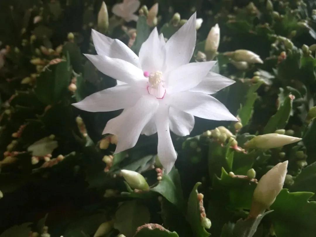 15种蟹爪兰品种介绍,蟹爪兰哪些品种好看