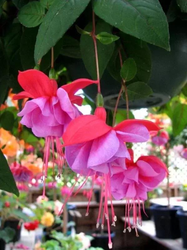 惊艳倒挂金钟,惊艳倒挂金钟图片