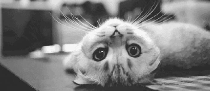 体外驱虫猫咪多久见效,猫咪体外驱虫后打喷嚏