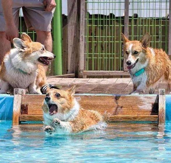 饲养柯基的10个注意事项,饲养柯基的注意事项两个月