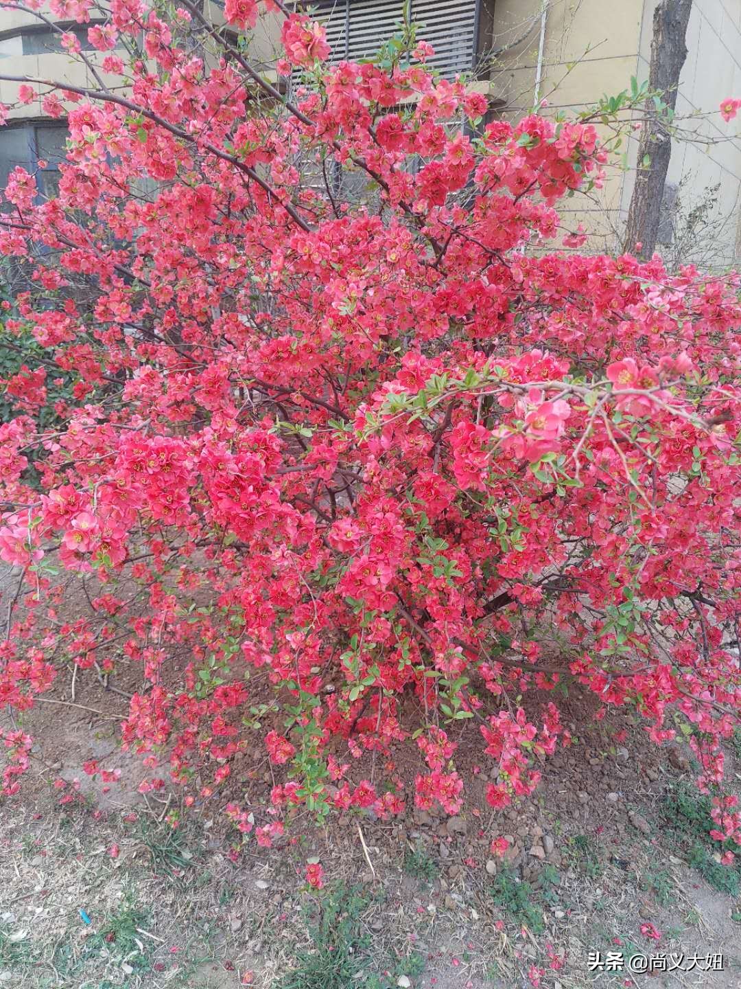 大美尚义——小时候吹的杨树哨子,你还记得吗?