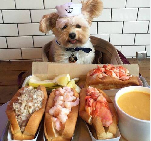 狗狗常见的皮肤病有哪一些,狗狗常见的6种皮肤病