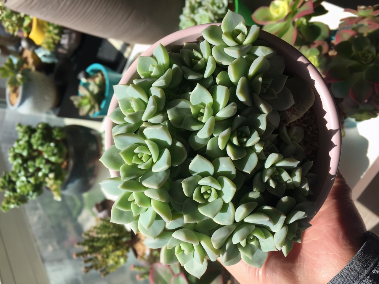 徒长的多肉怎样变悬崖桩,徒长了的多肉怎么处理