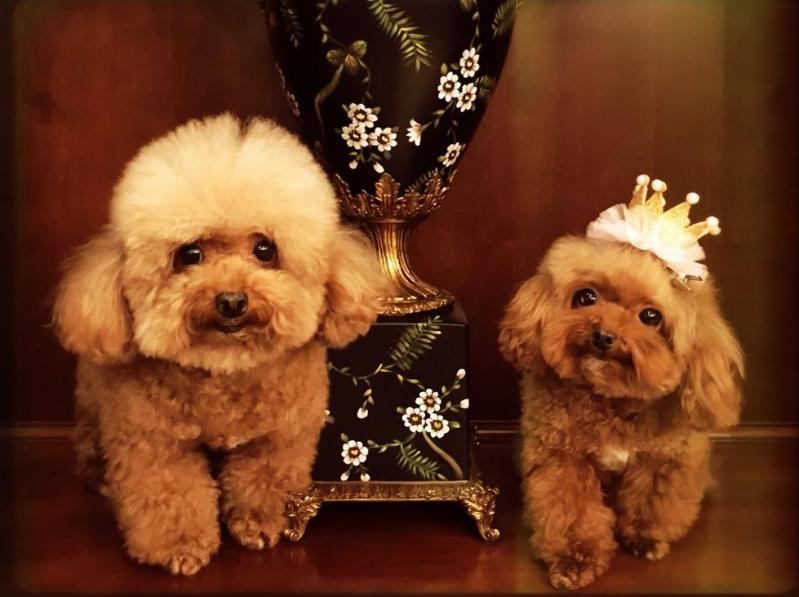 泰迪犬若有这4个行为,泰迪犬的动作意思