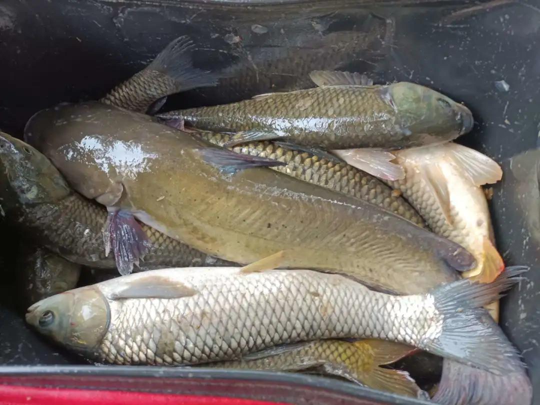 水库鱼一百斤,水库鱼100斤