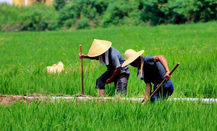 过夏至的俗语有多重要,关于夏至有关的俗语和谚语