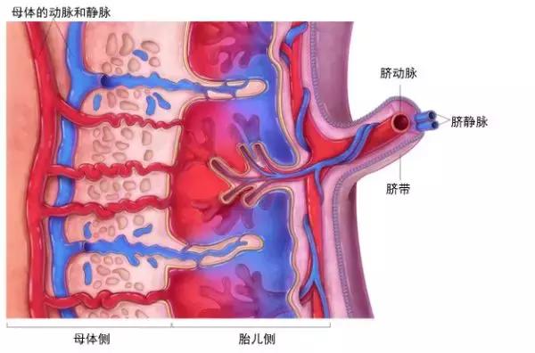 为何人类女性会来大姨妈,为什么只有人类女性有大姨妈