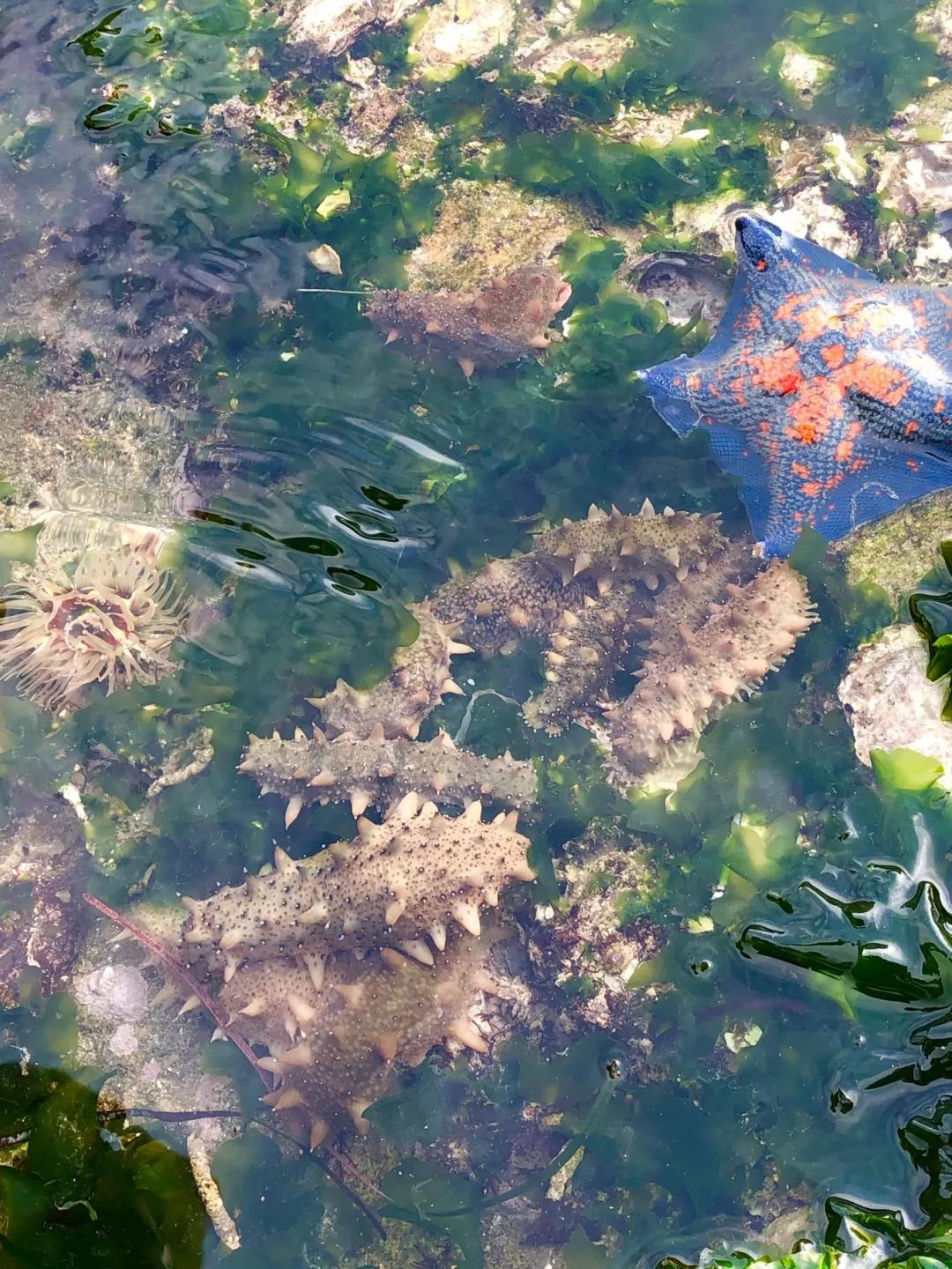不吃不知道，这座海滨城市就是北方的顺德啊