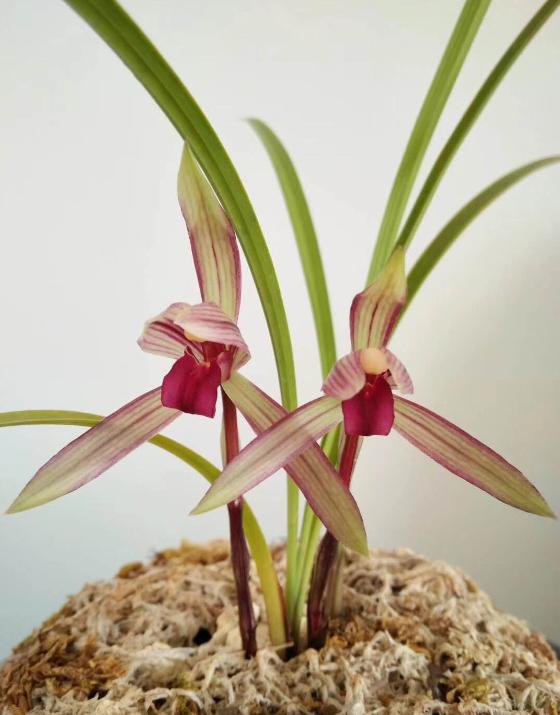 好养又好看又香又便宜的兰花品种,好养又好看又便宜又香的兰花品种