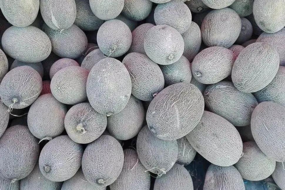 额济纳青年节旅游攻略,额济纳胡杨林旅游攻略