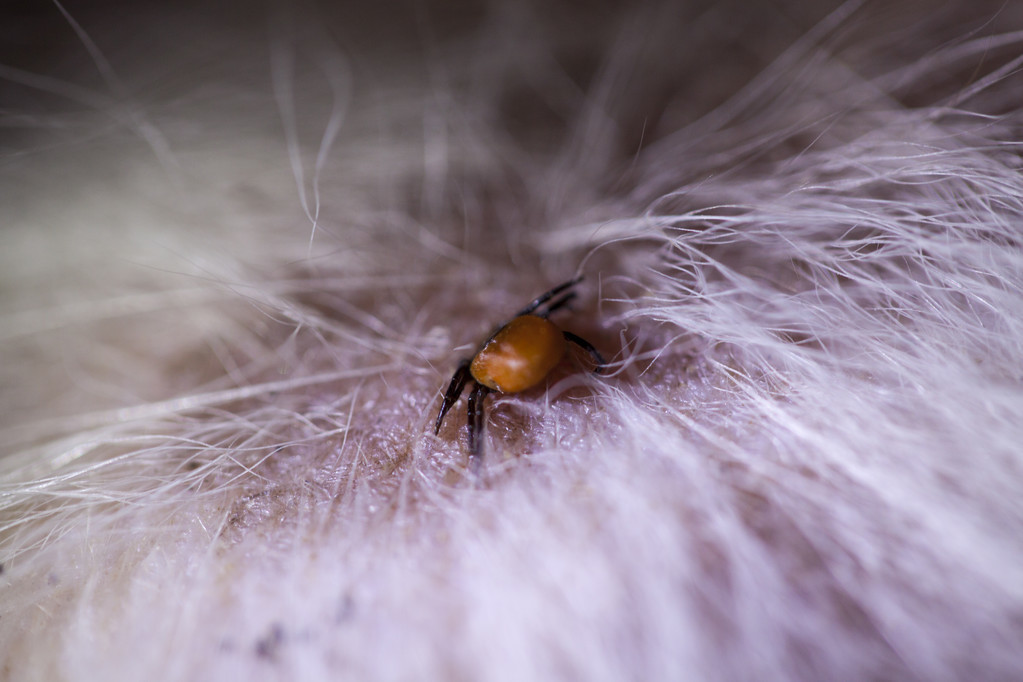 狗狗被跳蚤咬了身上有血痂怎么办,狗狗有跳蚤怎么办