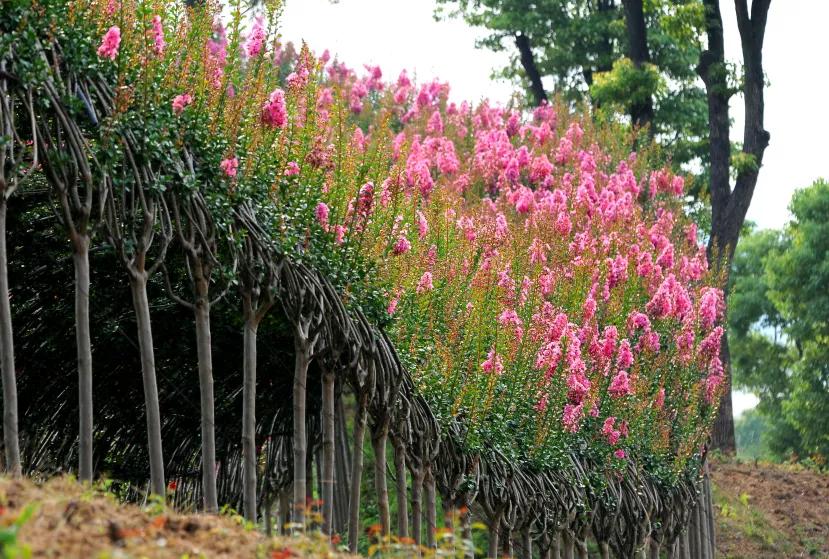 引爆文旅市场,蚌埠城南新建不夜城