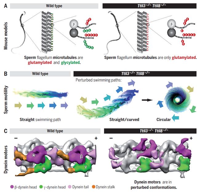 精子为什么一定要凝固,精子为什么会有活力