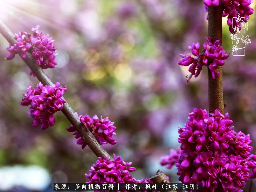 春有约,花不误,多肉与春天有个约会