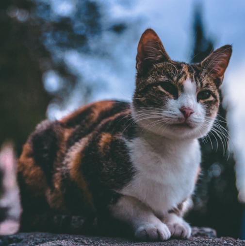 猫咪疫苗打完了会被感染吗,为什么猫咪打了疫苗会发烧