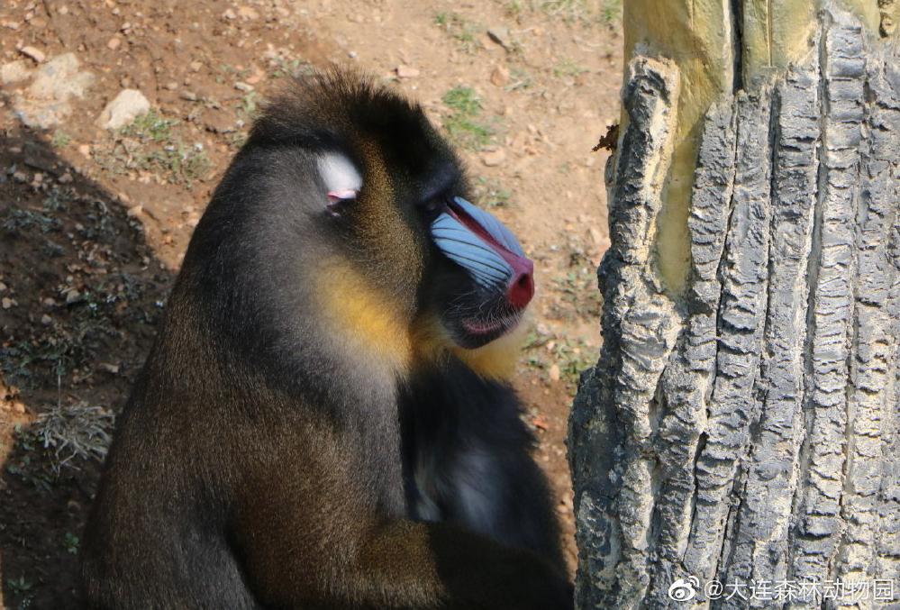 海滩再现绝美荧光海宛如蓝色星河,成都荧光海滩