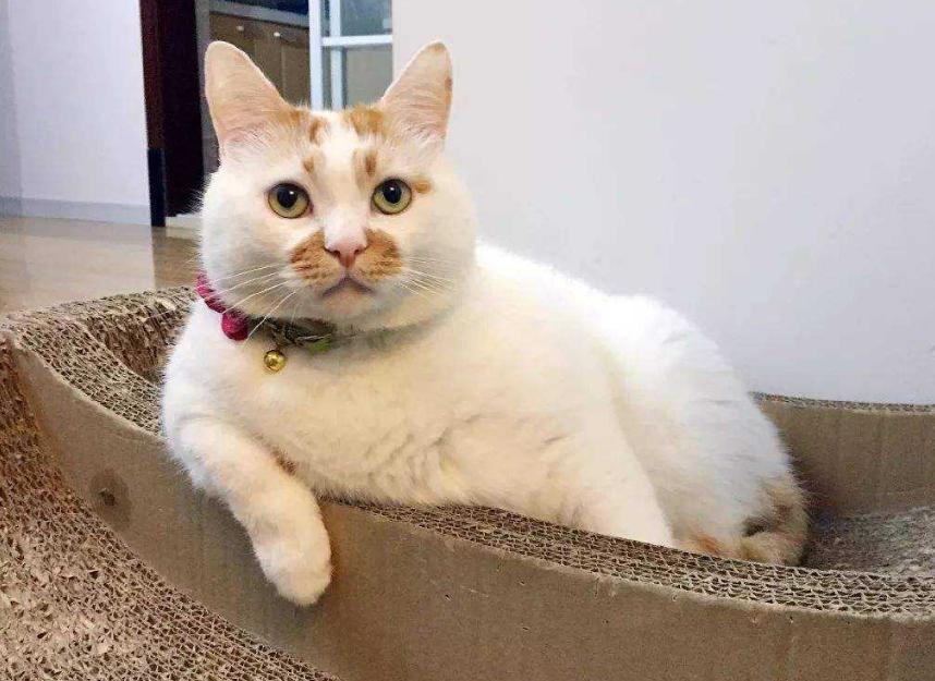 新猫到家很怕主人怎么办,新猫到家如何消除恐惧